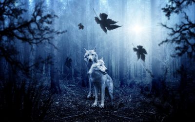 Wolf and Man