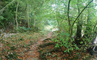 How Walking Helps Grief: Finding Healing and Hope Step by Step